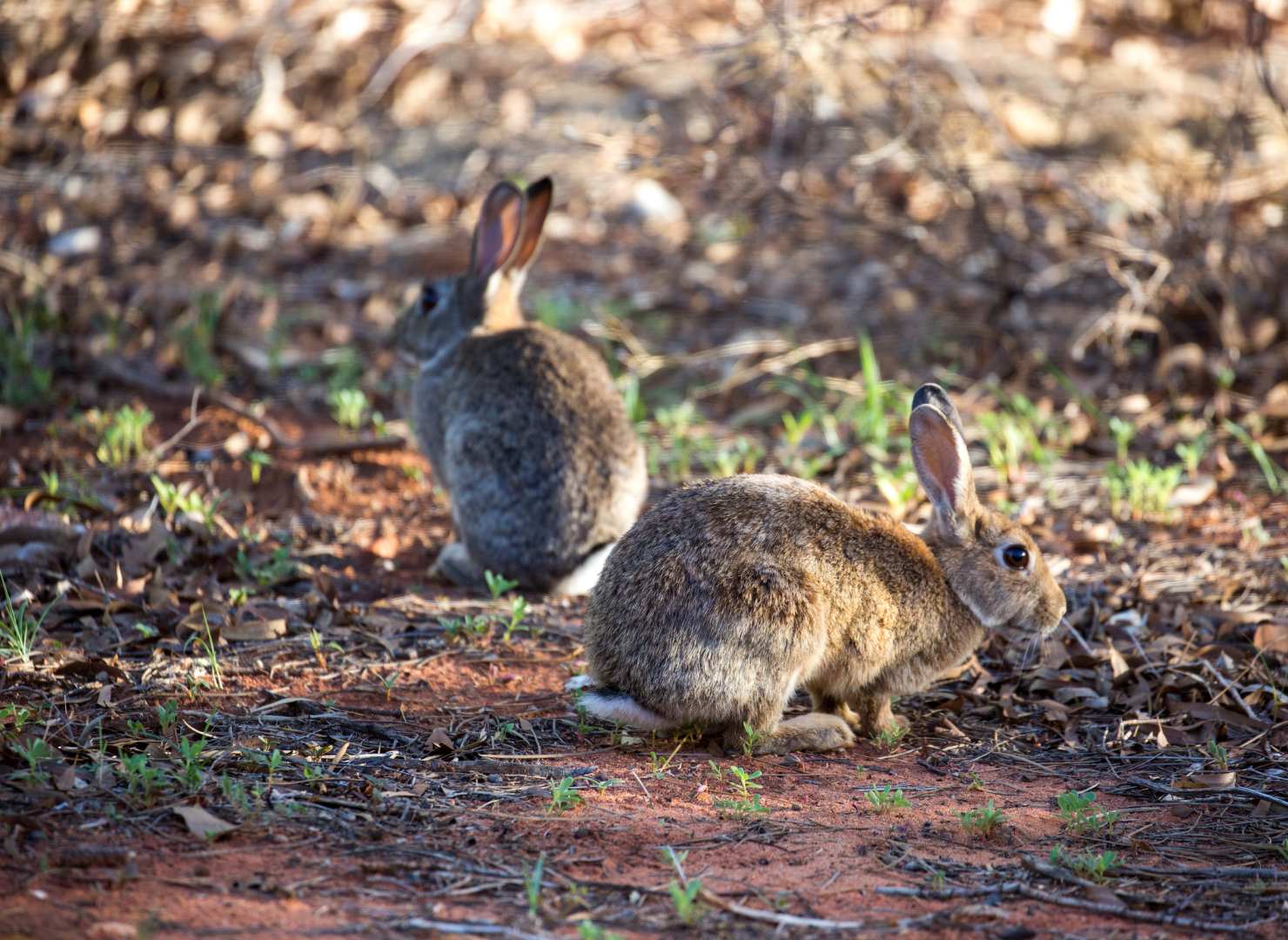 Rabbit numbers surging - Edge FM